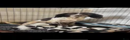Sprocker dogs for sale: Sprocker Spaniel Puppies - Advert 1