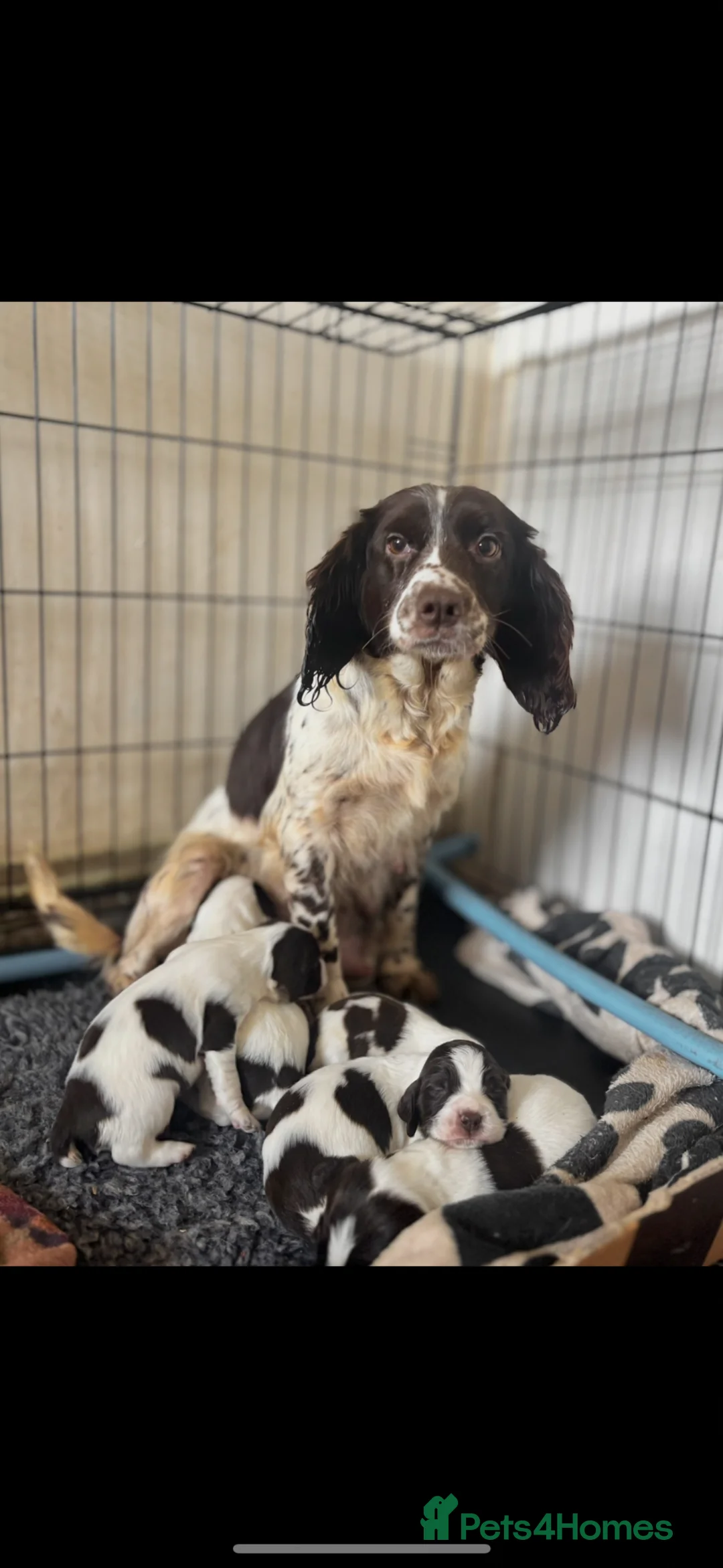 Sprocker dogs for sale: Sprocker Spaniel Puppies - Advert 1
