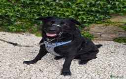 Mixed Breed dogs for adoption: Rocco - Image 8