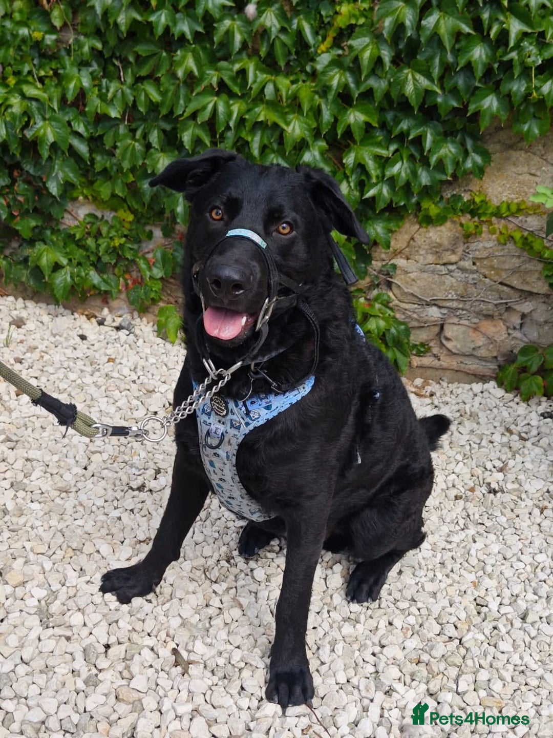 Mixed Breed dogs for adoption: Rocco - Image 8