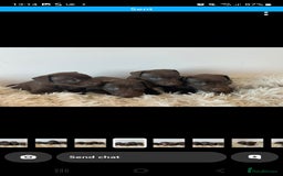 Patterdale Terrier dogs for sale: Patterdale terriers - Image 3