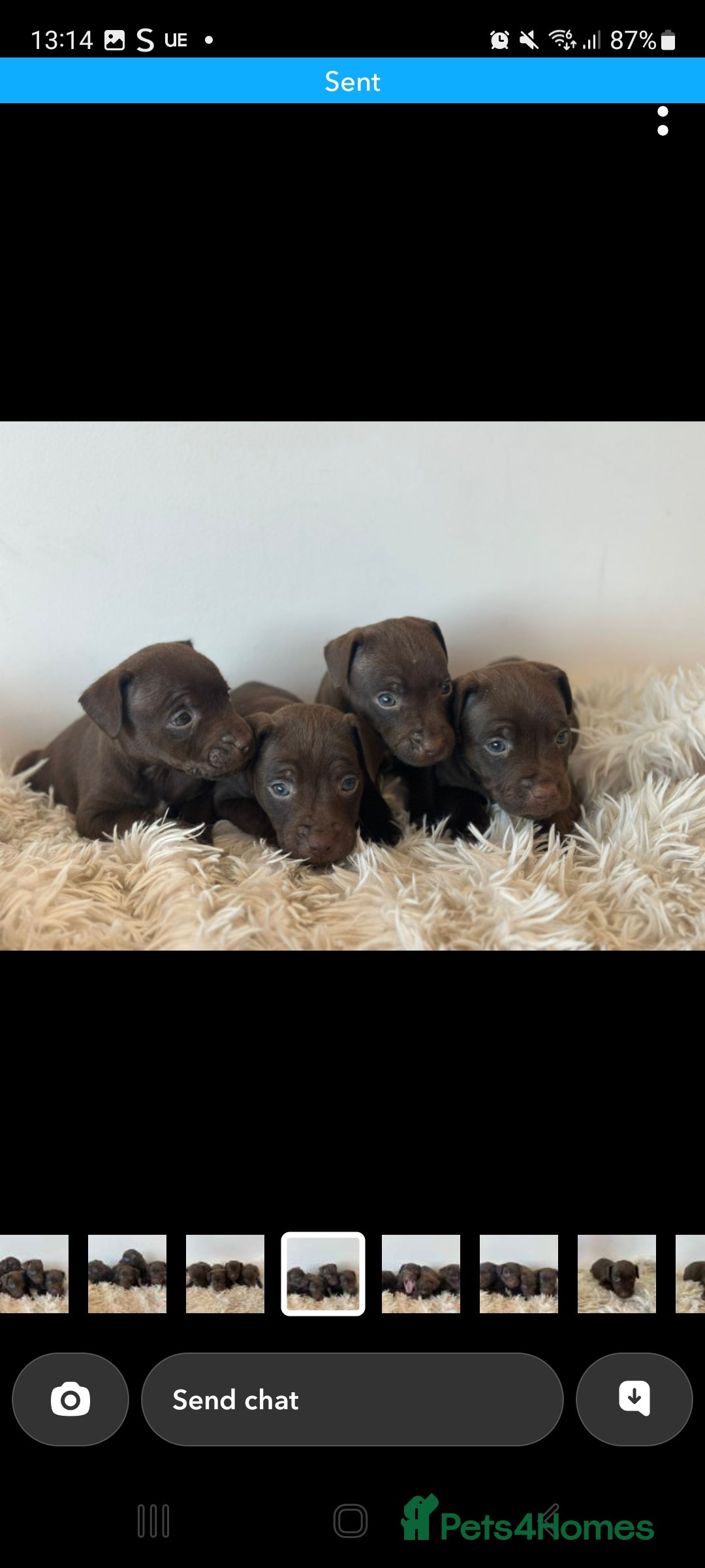Patterdale Terrier dogs for sale: Patterdale terriers - Image 3