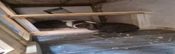 Mini Lop rabbits for sale: Mini lop  - Advert 5