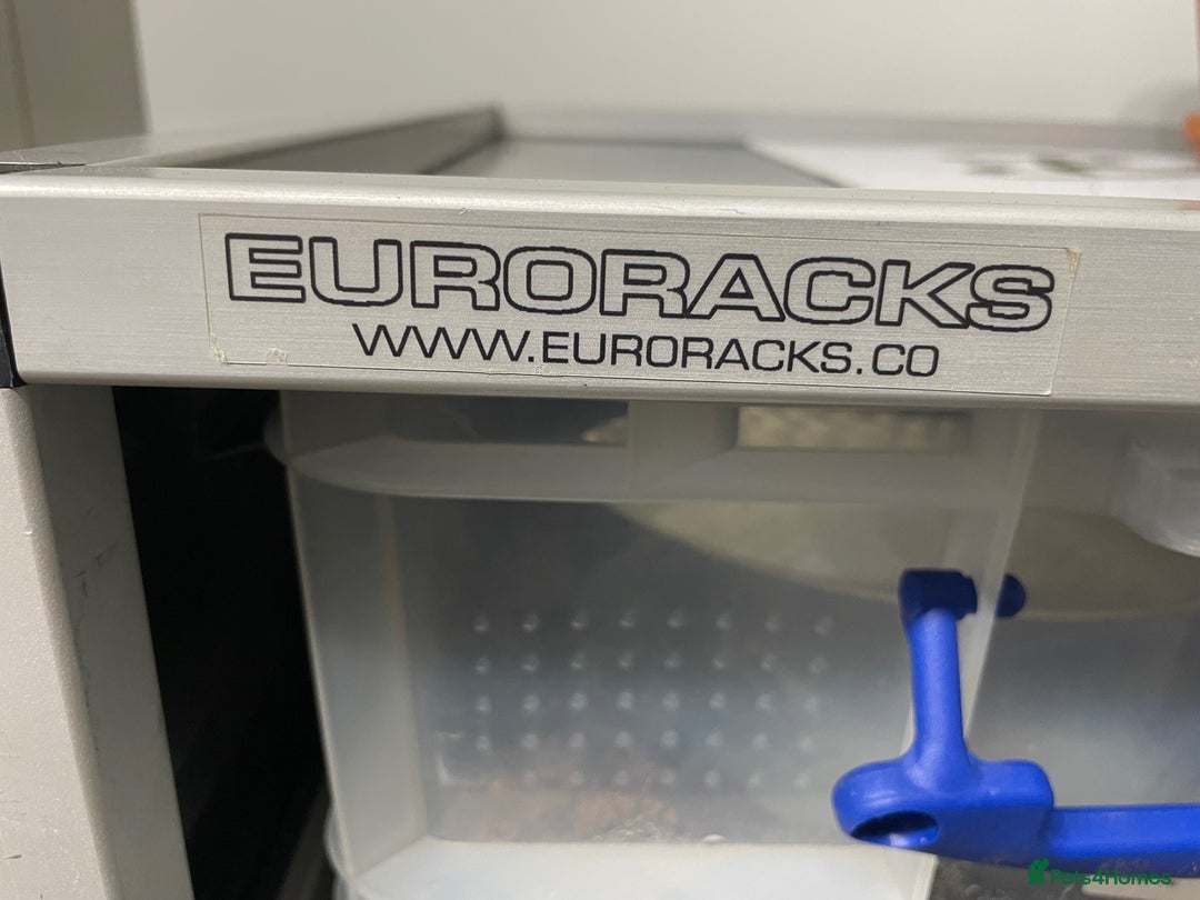 Python Snake reptiles for sale: Royal Python Collection x9 Female x1 male - Advert 12