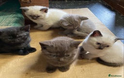 British Shorthair cats for sale: Healthy, happy kittens - Image 11