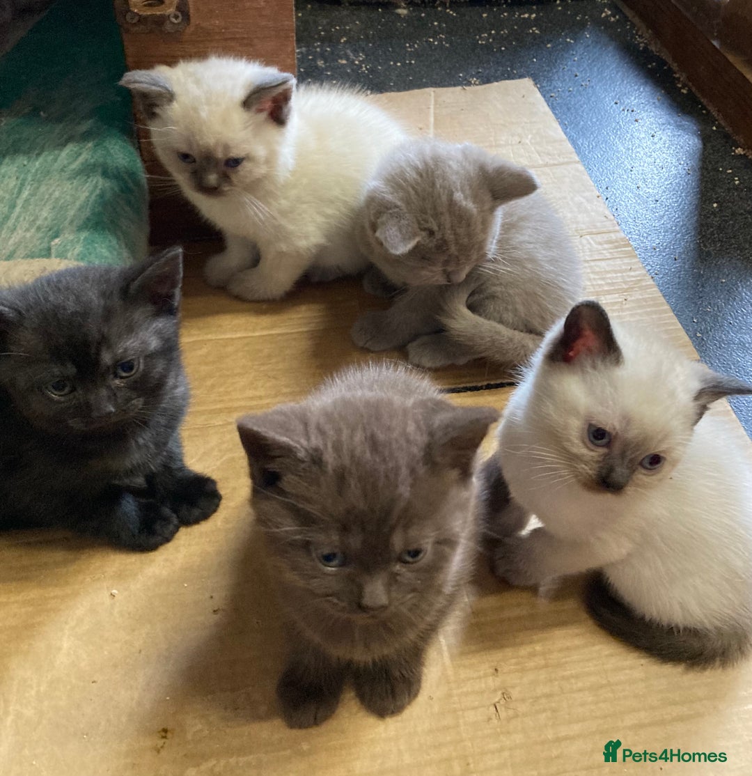British Shorthair cats for sale: Healthy, happy kittens - Image 11
