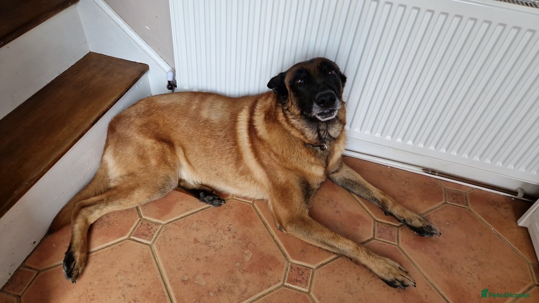 Belgian Shepherd Dog dogs for stud: KC, PURE Malinois Stud: Health Tested. Proven  in Rugby - Image 12