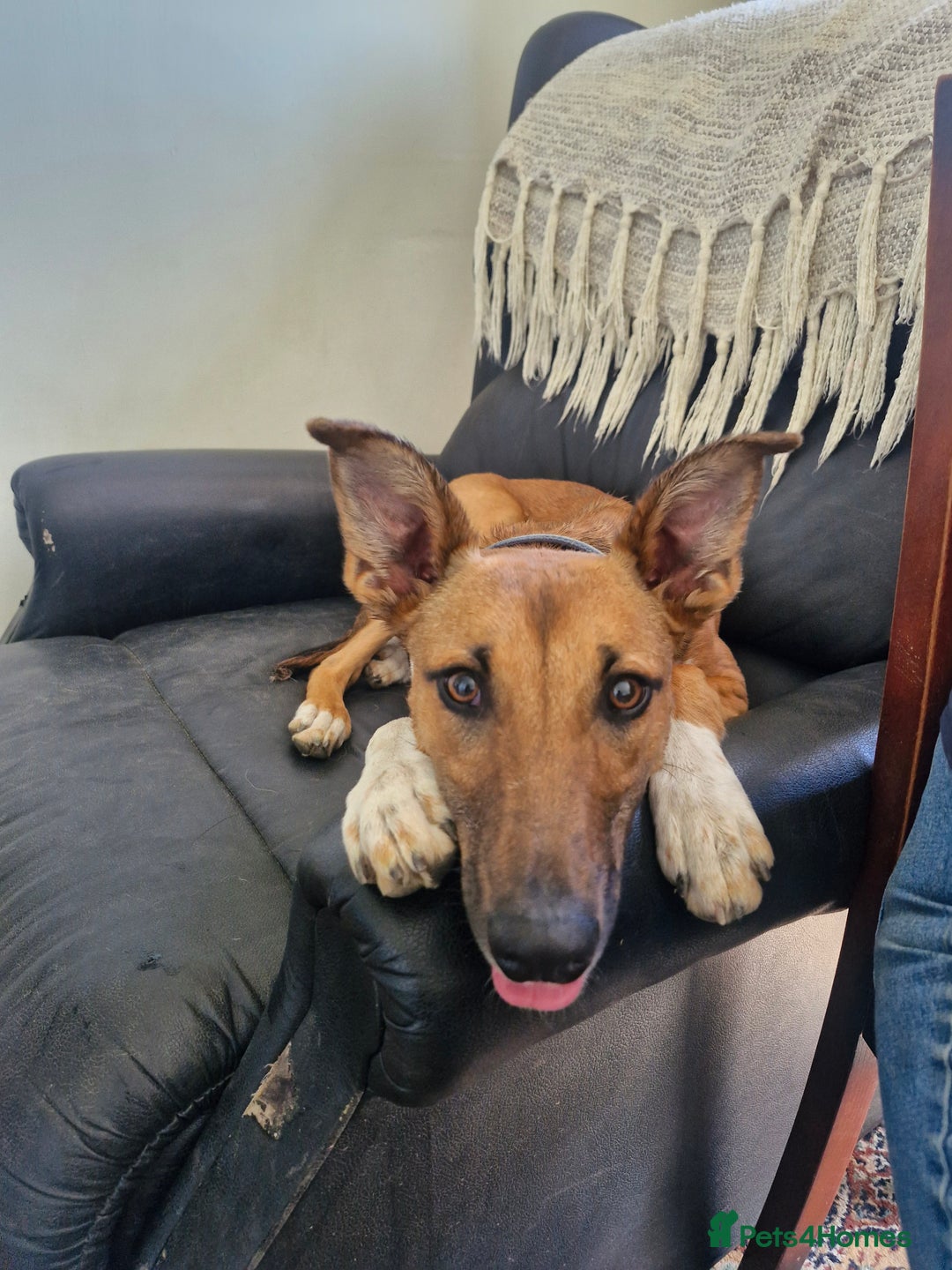 Lurcher dogs for sale: 8 month old Lurcher Puppy - Image 7