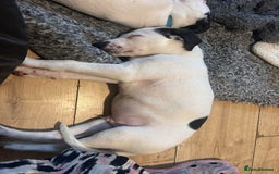 Mixed Breed dogs for sale: Lurcher x wiggy pups - Image 13