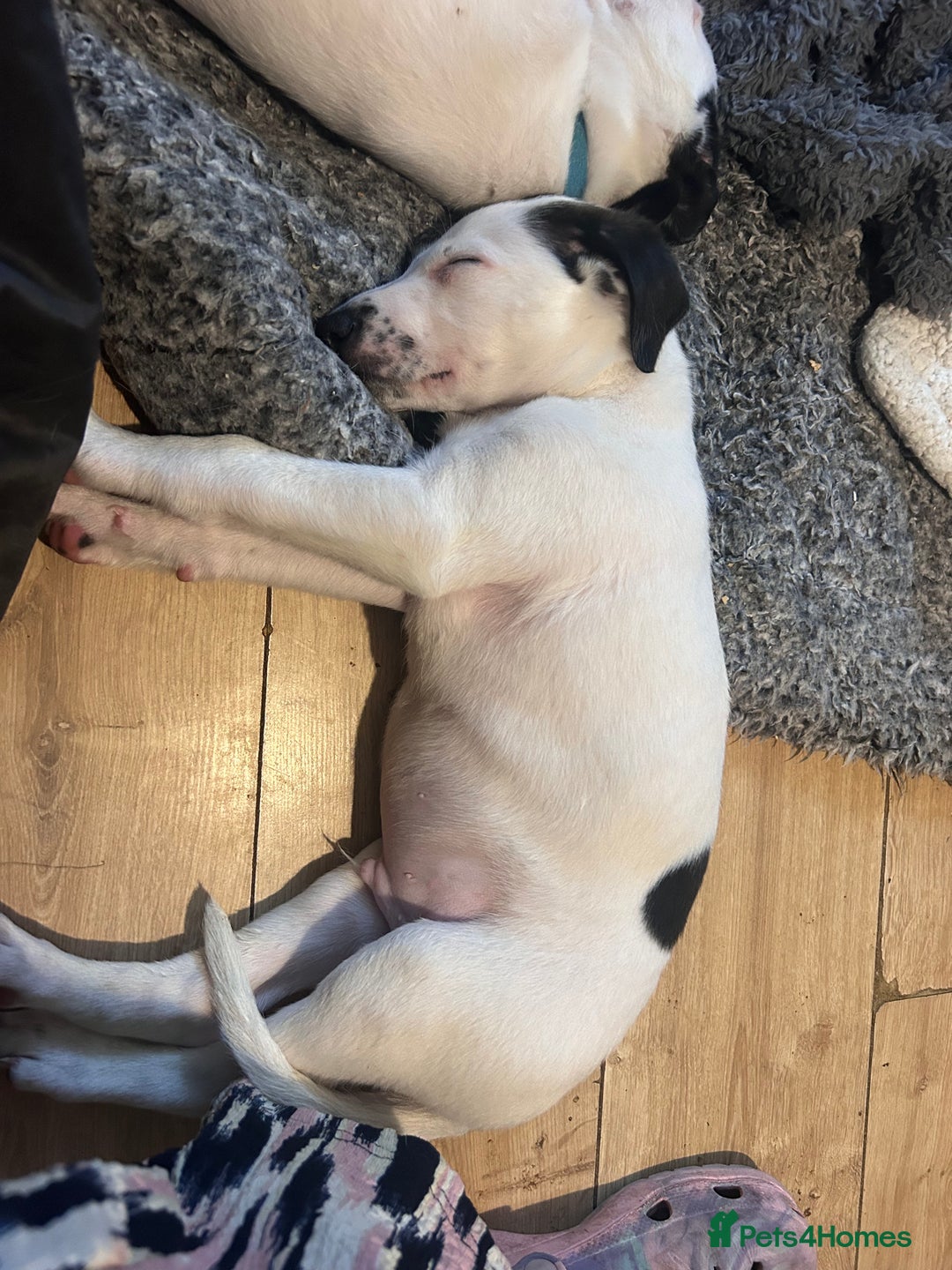 Mixed Breed dogs for sale: Lurcher x wiggy pups - Image 13