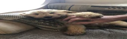 Cockapoo dogs for sale: Puppies are now sold  - Advert 10