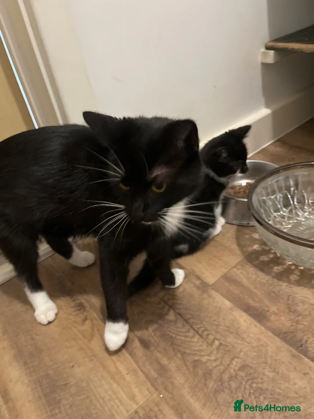 British Shorthair cats for sale: 2 beautiful female kittens for sale  - Advert 1