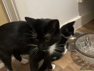 British Shorthair cats 2 beautiful female kittens for sale - Advert 15