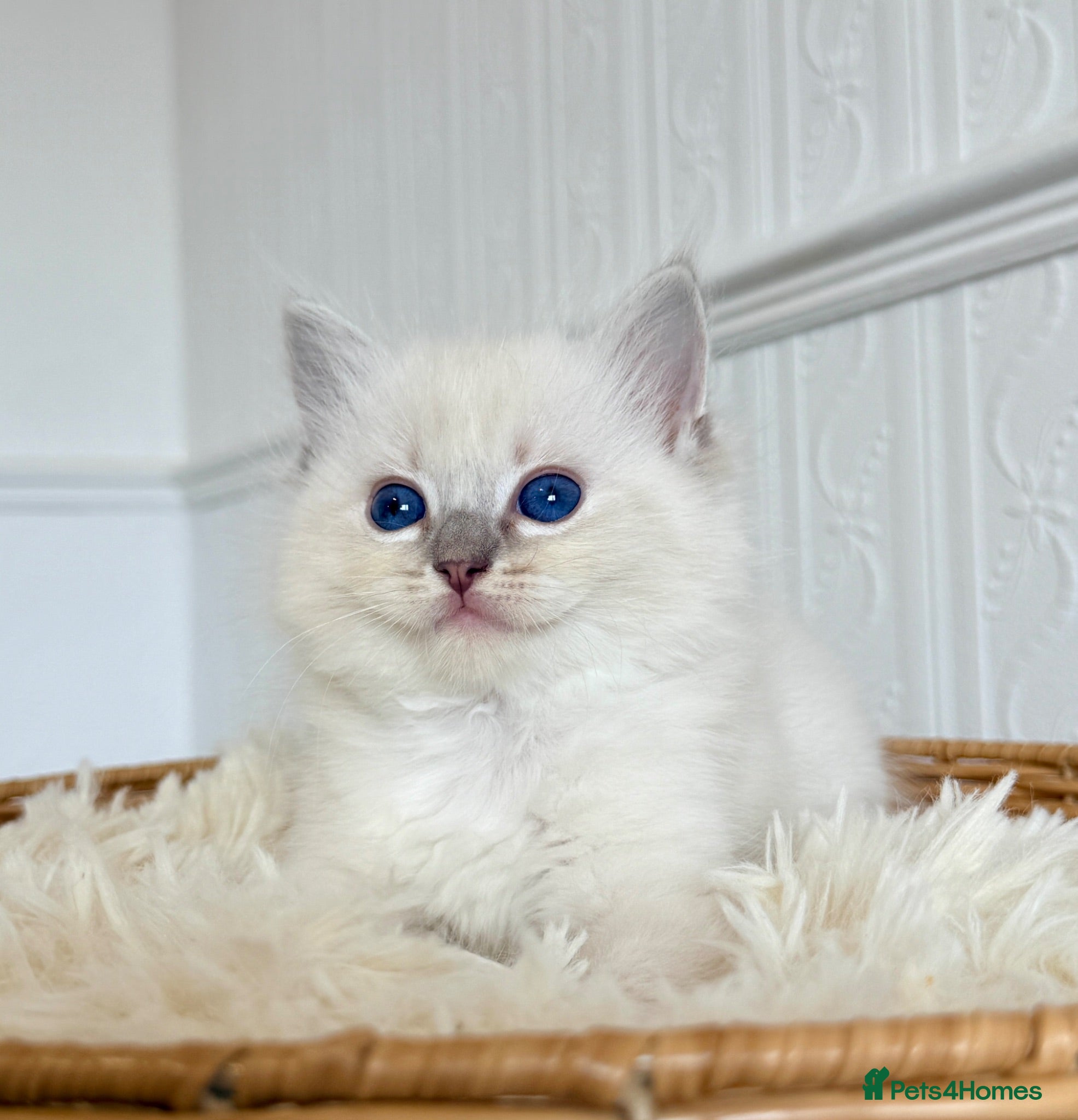 Ragdoll cats ✨ Exceptional Ragdoll Kittens Ready to Reserve ✨ - Advert 2