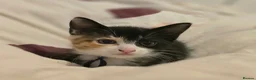 Mixed Breed cats for sale: Beautiful kittens  - Advert 6
