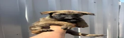 Belgian Shepherd Dog dogs for sale: Chunky WORKING LINE BELGIAN MALINOIS PUPPYS - Advert 14