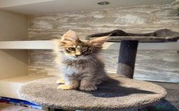 Maine Coon cats for sale: XL Russian Cubs 🇷🇺 ❤️ - Advert 13