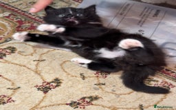 Mixed Breed cats for sale: 5 Beautiful Black & White Kittens Available  - Image 8