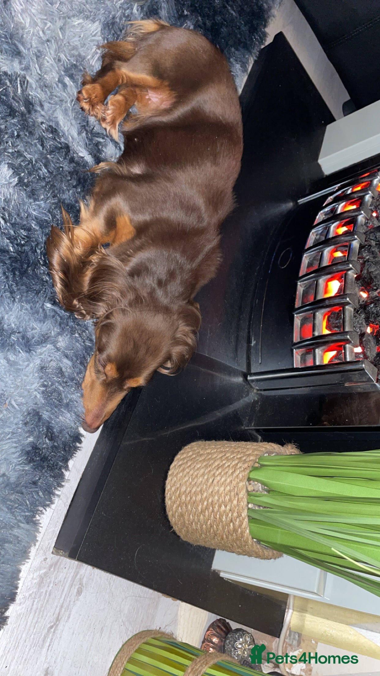 Dachshund dogs Rehoming our beautiful betty - Advert 1