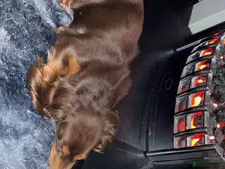 Dachshund dogs Rehoming our beautiful betty - Advert 2