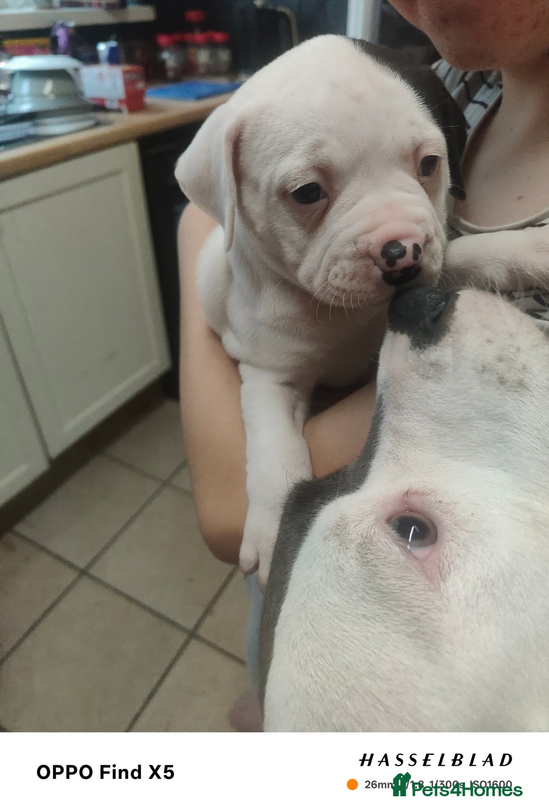 Mixed Breed dogs for sale: Beautiful chunky American bulldog x staffy pups  - Advert 4