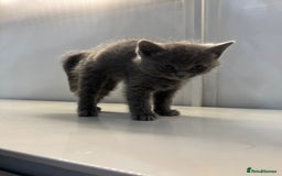 Ragdoll cats for sale: Fluffy Gorgeous Ragdoll Cross Kittens - Image 10