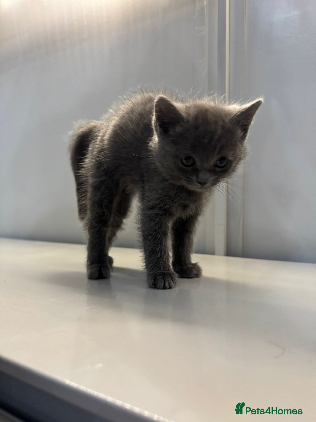 Ragdoll cats for sale: Fluffy Gorgeous Ragdoll Cross Kittens - Image 10