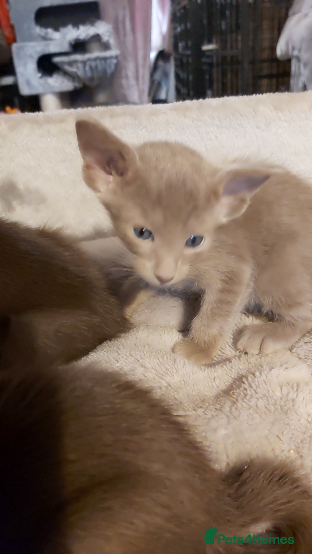 Oriental cats for sale: Full Pedigree Oriental 3 Kittens XL size ears GCCF - Image 34