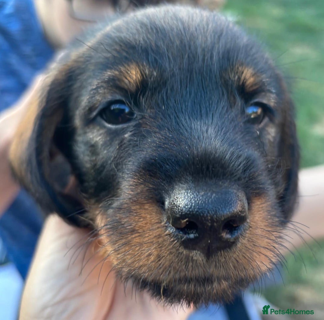 Mixed Breed dogs for sale: Wire Haired Daschund x Rottweiler  - Image 25