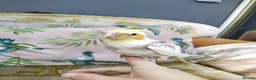 Cockatiels birds for sale: DNA sexed hand tamed cockatiels and Bourkes - Advert 12