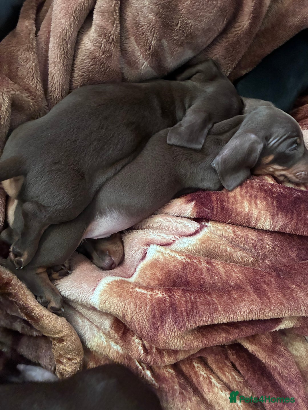 Miniature Dachshund dogs for sale: KC Miniature Dachshund puppies - Advert 11