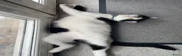 Mixed Breed cats for sale: 4 year old mixed breed cat  - Advert 2