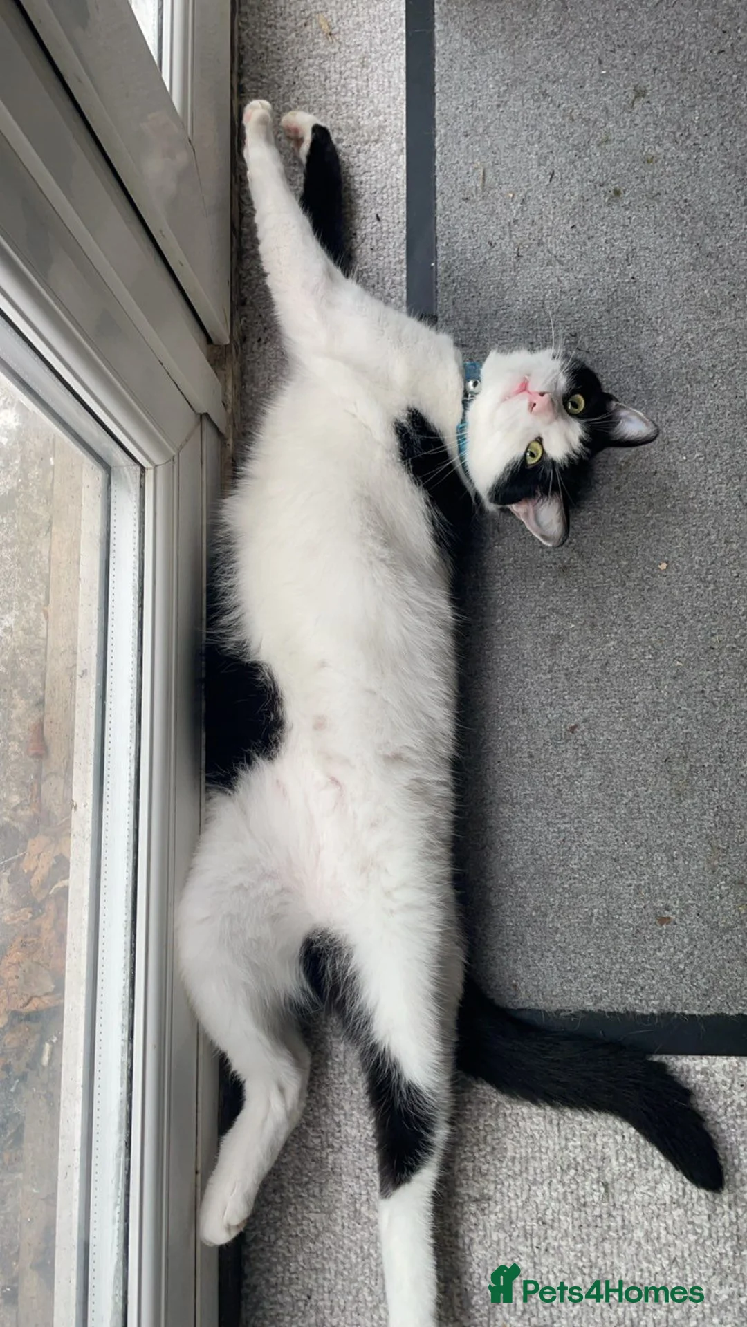 Mixed Breed cats for sale: 4 year old mixed breed cat  - Advert 2