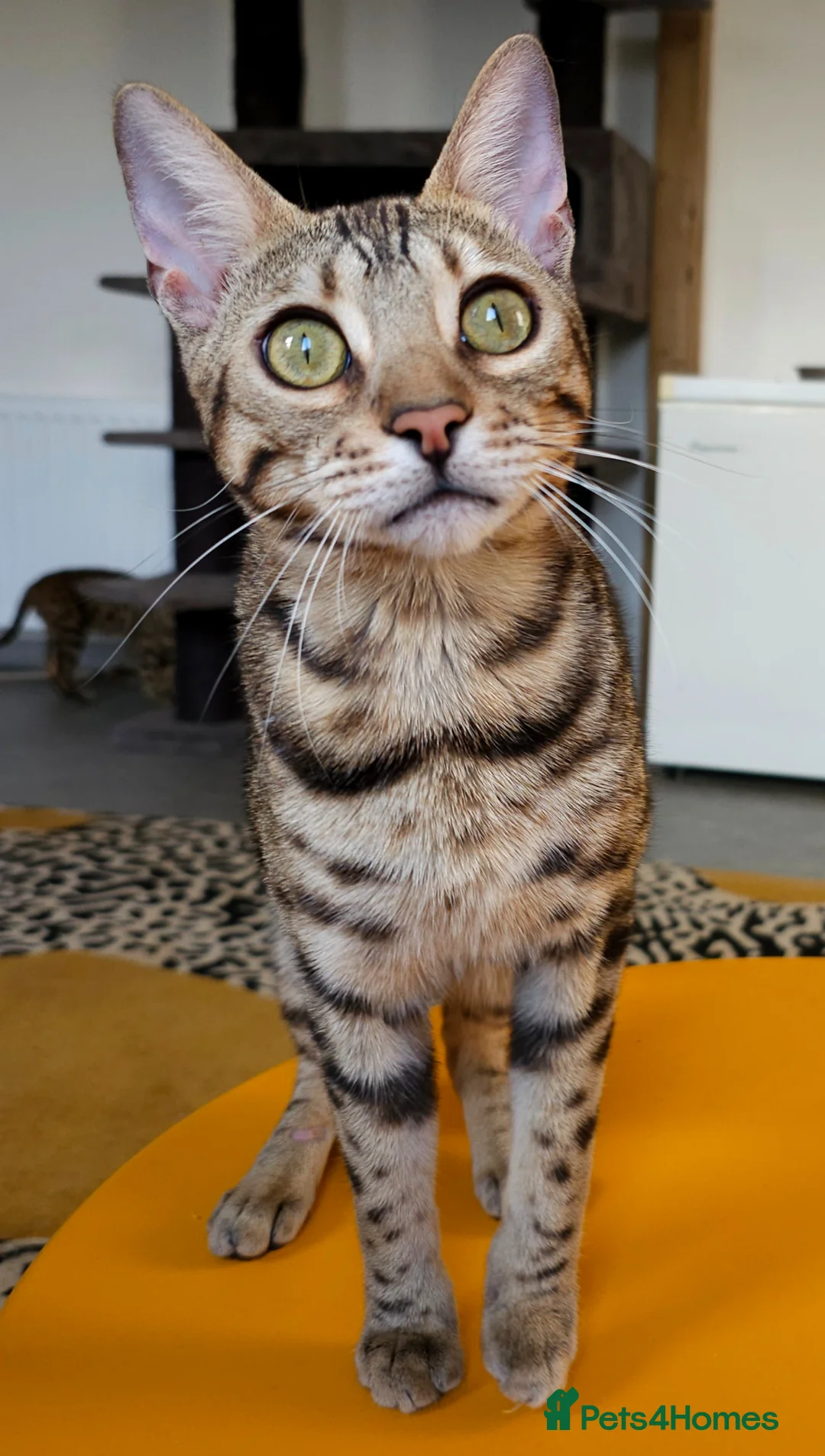Bengal cats for sale: Striking Brown Rosetted Boy  - Advert 12