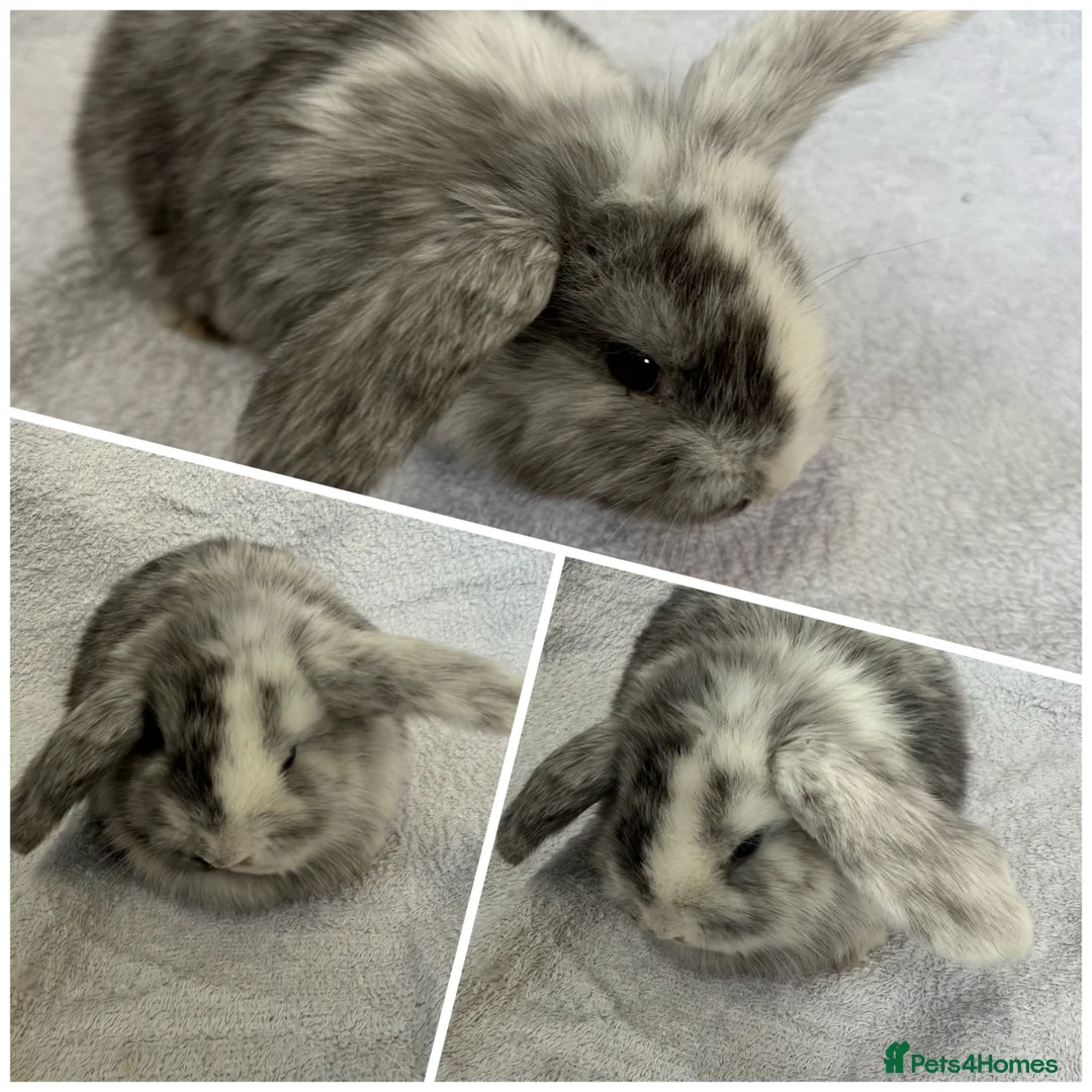 Mixed Breed rabbits for sale: Baby Rabbits - Mini French Lop - Advert 1