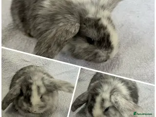 Mixed Breed rabbits Baby Rabbits - Mini French Lop - Advert 6