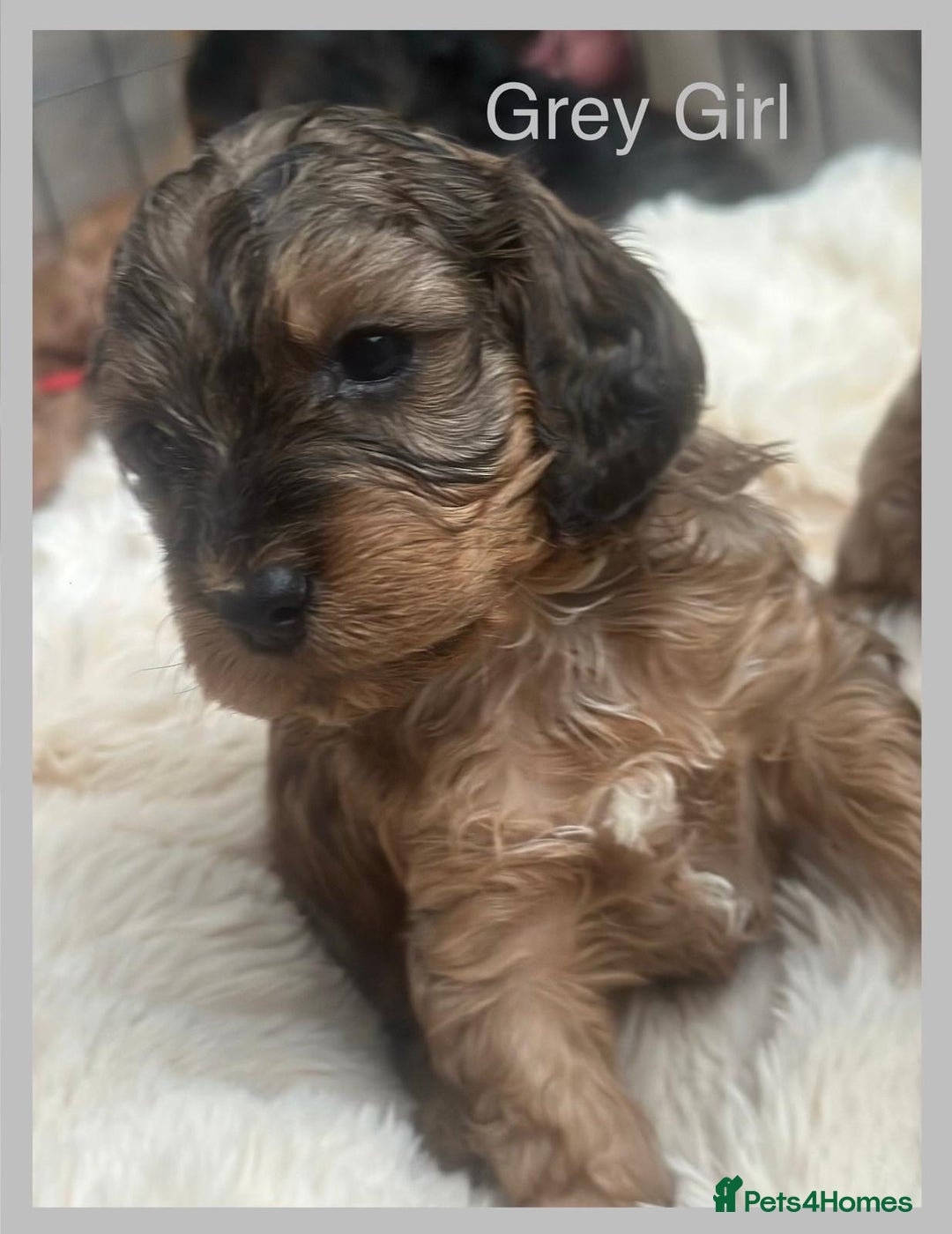 Cockapoo dogs for sale: Stunning F1 Cockerpoo Puppies  - Advert 29