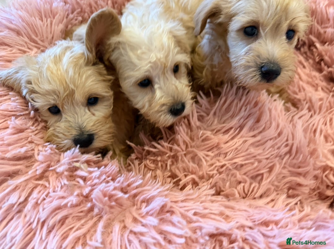 Mixed Breed dogs for sale: Toy/Mini Schnoodle Puppies  - Advert 2