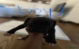 Mixed Breed dogs for sale: Cane corso x staff puppies  - Image 10
