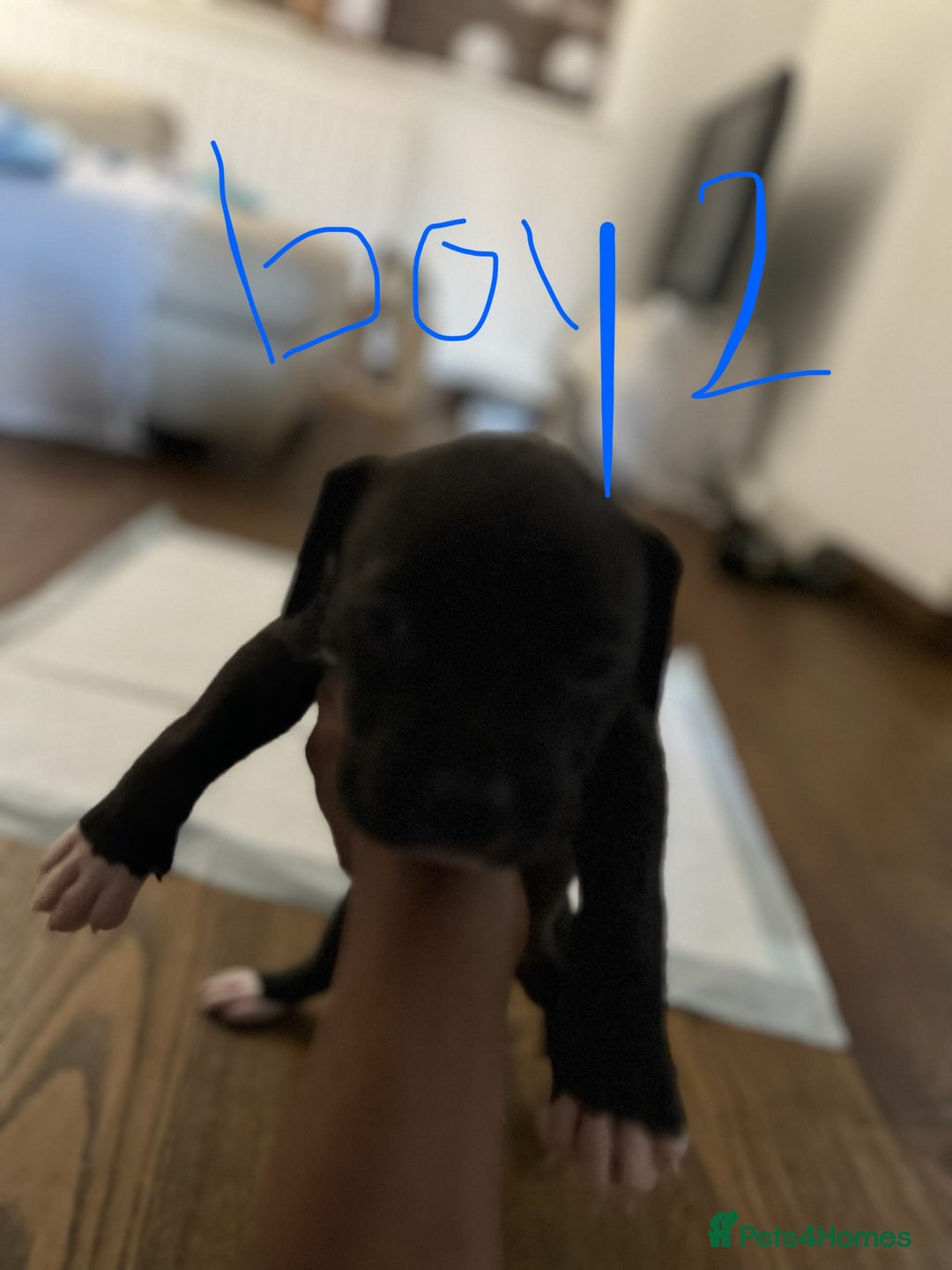 Mixed Breed dogs for sale: Cane corso x staff puppies  - Image 10