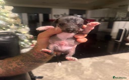 Mixed Breed dogs for sale: Beautiful hairless little boy chihuahua  - Advert 17