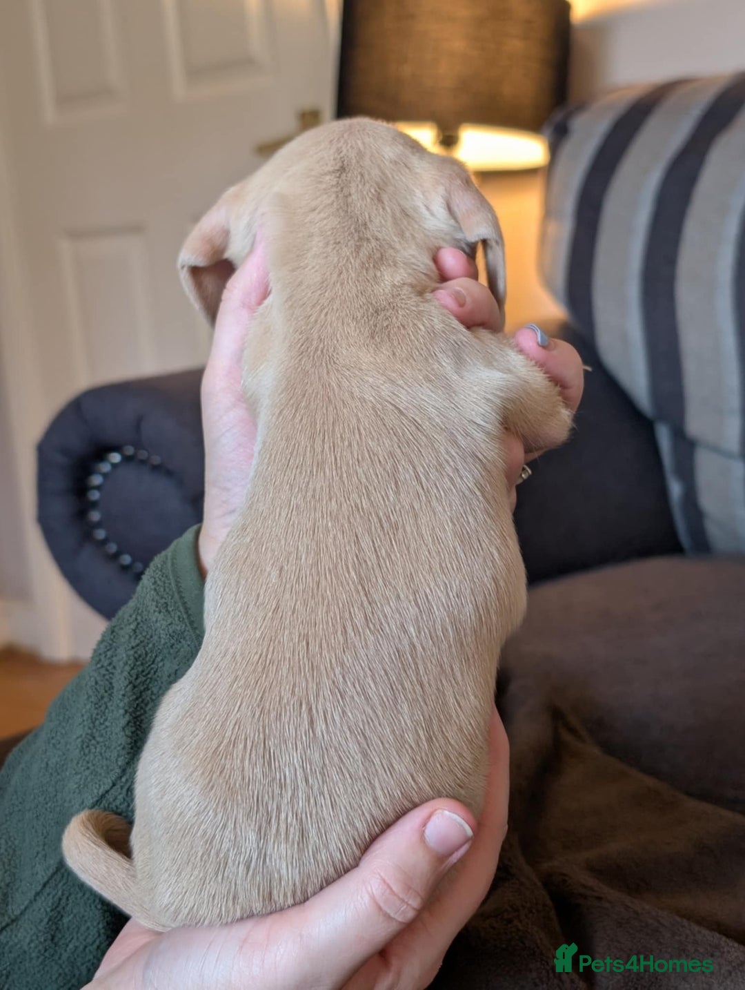 Miniature Dachshund dogs for sale: 4 beautiful boys PRA clear - Image 4