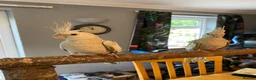 Cockatiels birds for sale: Hand reared Cockatiels  - Advert 9