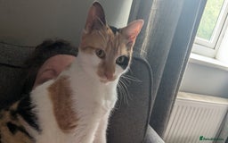 Mixed Breed cats for sale: Jaffacake  - Image 3