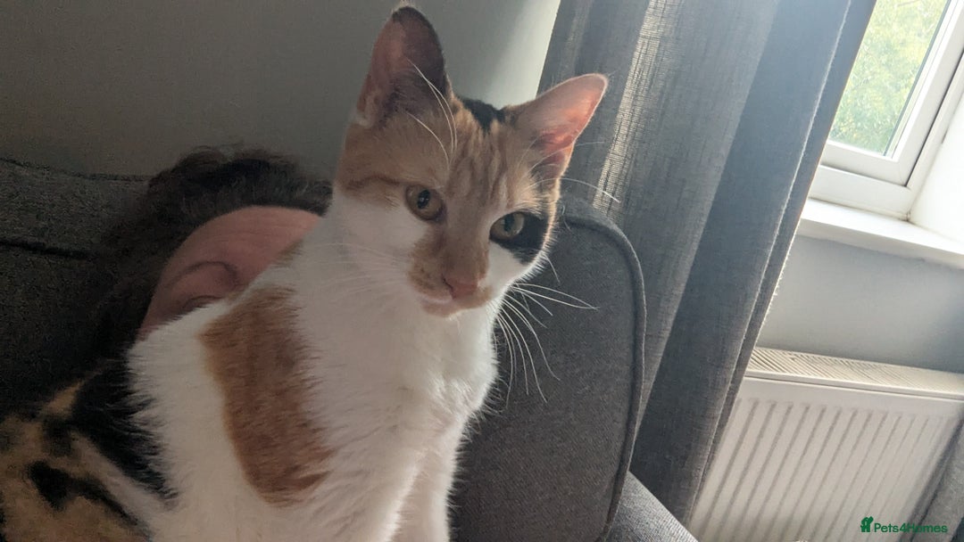 Mixed Breed cats for sale: Jaffacake  - Image 3