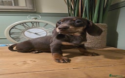 Miniature Dachshund dogs for sale: Ready now Gorgeous miniature daschunds  - Image 4