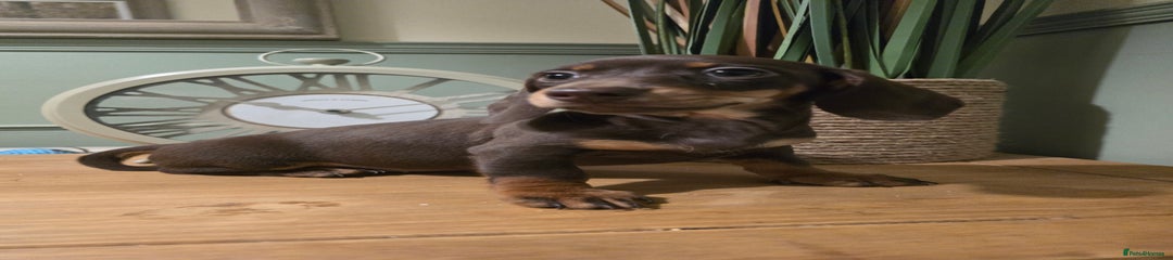 Miniature Dachshund Puppy 7