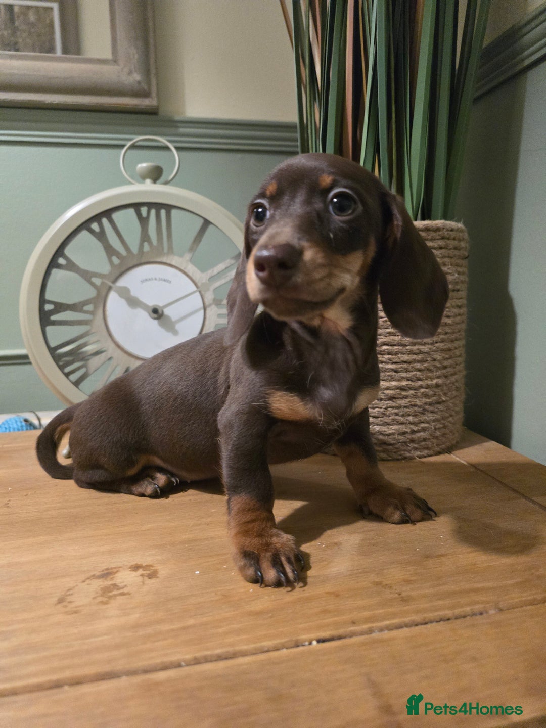 Miniature Dachshund dogs for sale: Ready now Gorgeous miniature daschunds  - Image 4