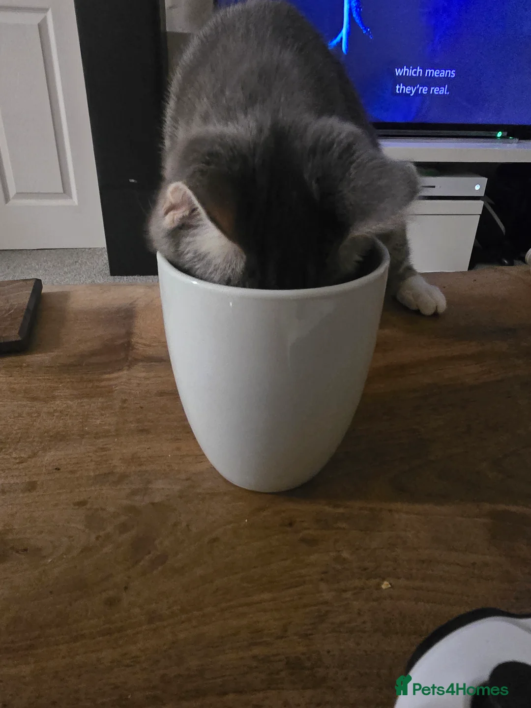 Mixed Breed cats for sale: 2 adorable kittens for sale £50 ONO - Advert 27