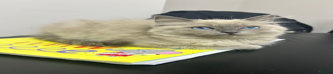Ragdoll Kitten 4